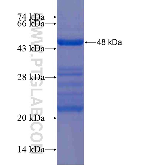 CNKSR2 fusion protein Ag21174 SDS-PAGE