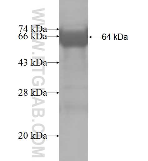 CNKSR3 fusion protein Ag5213 SDS-PAGE