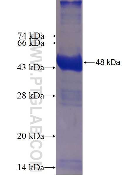 CNKSR3 fusion protein Ag5244 SDS-PAGE