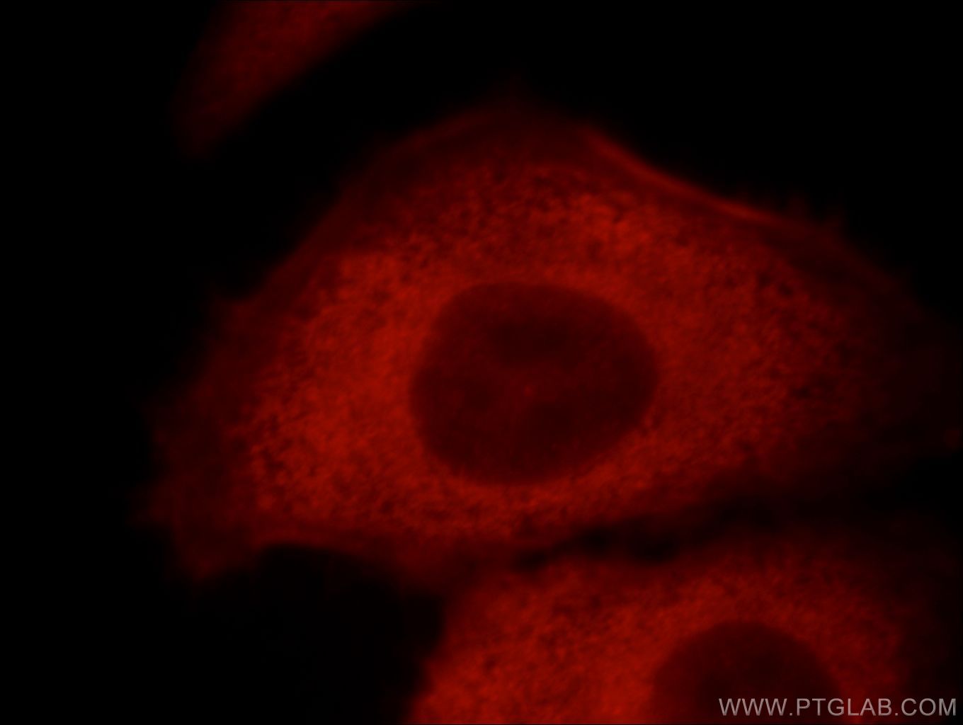 Immunofluorescence (IF) / fluorescent staining of HepG2 cells using CNN2 Polyclonal antibody (21073-1-AP)