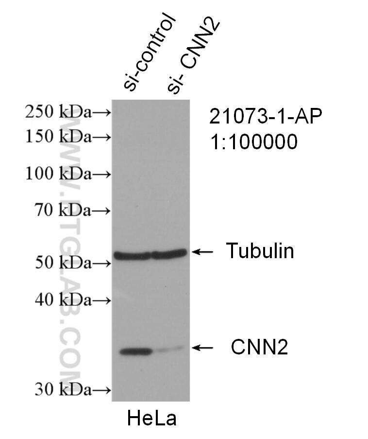 Western Blot (WB) analysis of HeLa cells using CNN2 Polyclonal antibody (21073-1-AP)