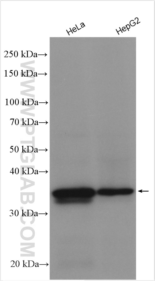 Western Blot (WB) analysis of various lysates using CNN2 Polyclonal antibody (21073-1-AP)