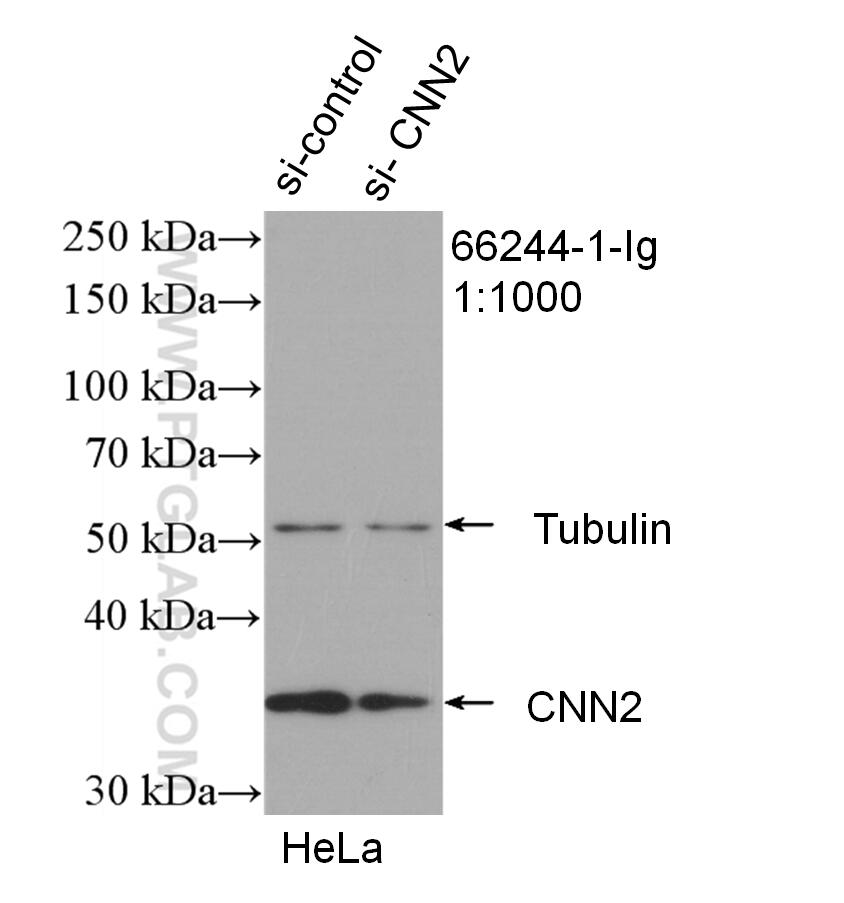 Western Blot (WB) analysis of HeLa cells using CNN2 Monoclonal antibody (66244-1-Ig)
