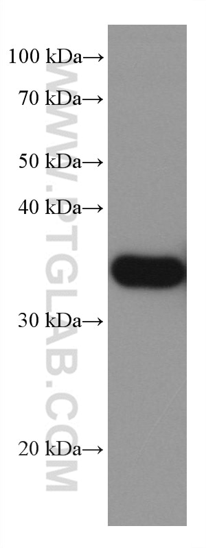 Western Blot (WB) analysis of A431 cells using CNN2 Monoclonal antibody (66244-1-Ig)
