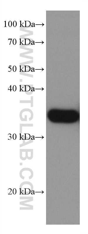 WB analysis of A431 using 66244-1-Ig