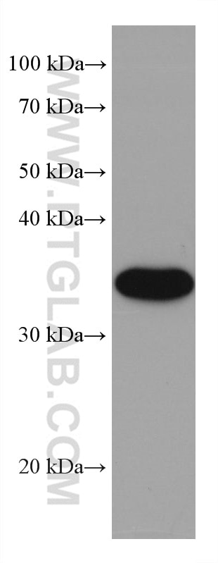 Western Blot (WB) analysis of HeLa cells using CNN2 Monoclonal antibody (66244-1-Ig)