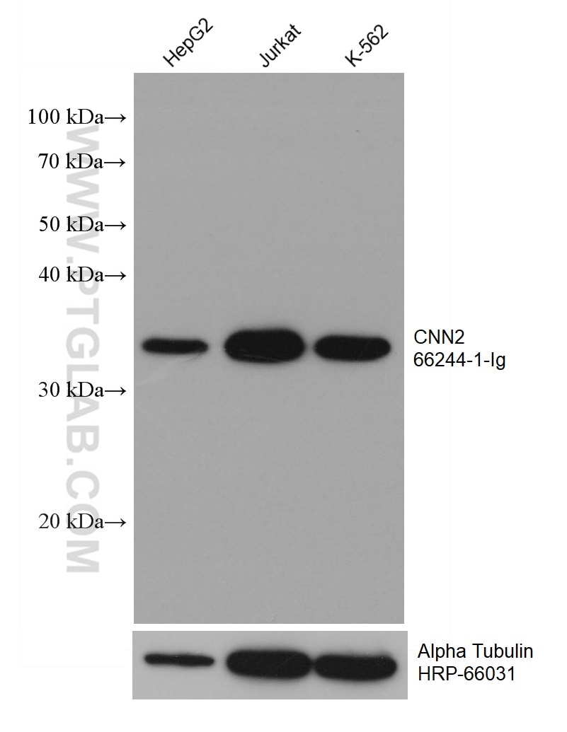 Western Blot (WB) analysis of various lysates using CNN2 Monoclonal antibody (66244-1-Ig)