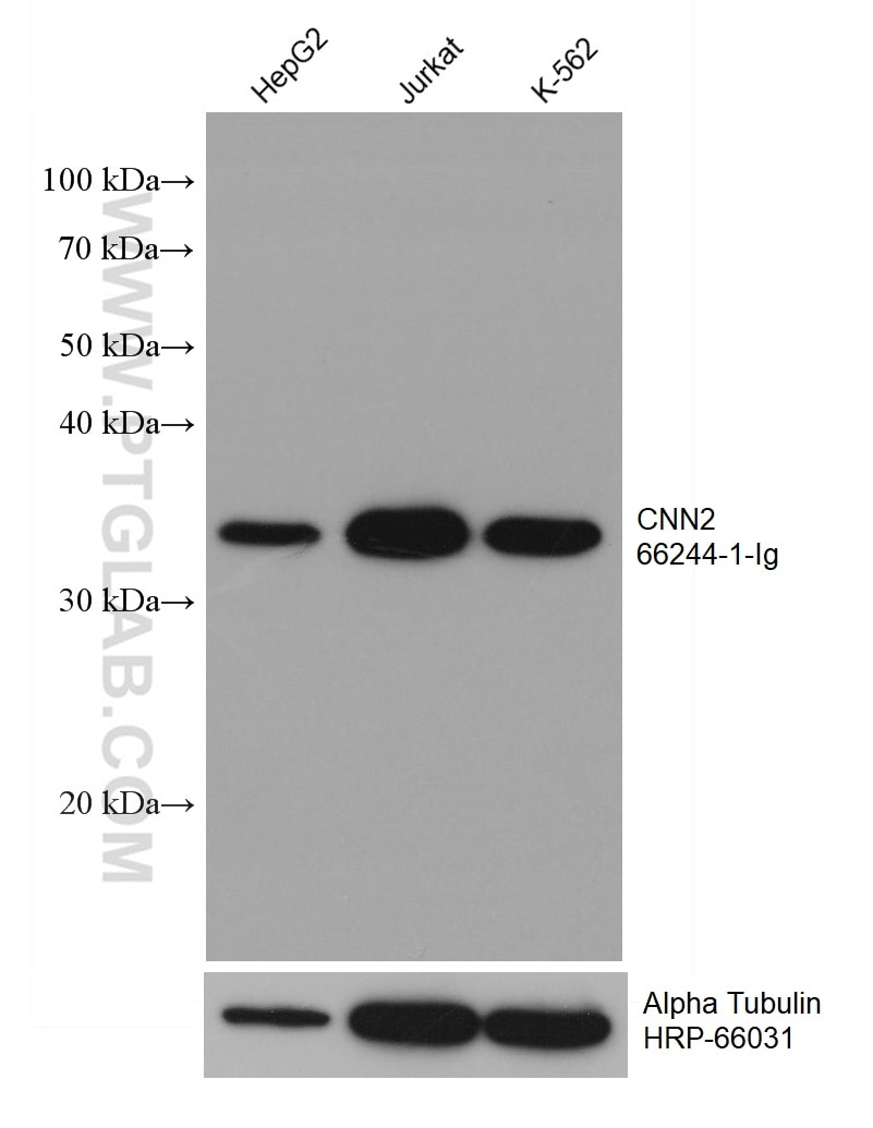 WB analysis using 66244-1-Ig