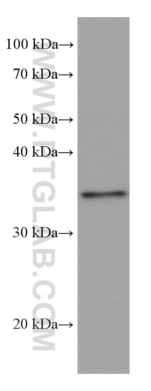 Western Blot (WB) analysis of pig stomach tissue using CNN2 Monoclonal antibody (66244-1-Ig)