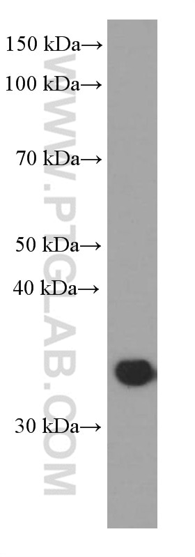 Western Blot (WB) analysis of HT-1080 cells using CNN2 Monoclonal antibody (66244-1-Ig)