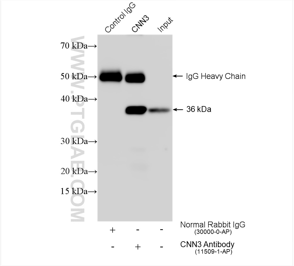 Immunoprecipitation (IP) experiment of HEK-293 cells using CNN3 Polyclonal antibody (11509-1-AP)