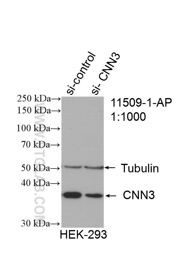 Western Blot (WB) analysis of HEK-293 cells using CNN3 Polyclonal antibody (11509-1-AP)