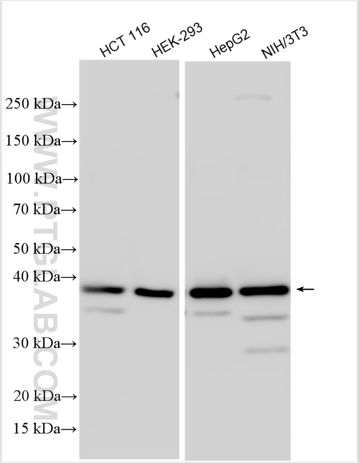Western Blot (WB) analysis of various lysates using CNN3 Polyclonal antibody (11509-1-AP)