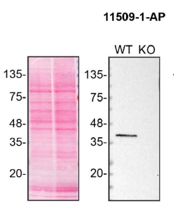 Western Blot (WB) analysis of HAP1 cells using CNN3 Polyclonal antibody (11509-1-AP)