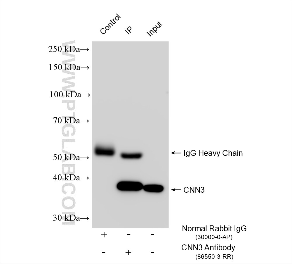 Immunoprecipitation (IP) experiment of HEK-293 cells using CNN3 Recombinant monoclonal antibody (86550-3-RR)