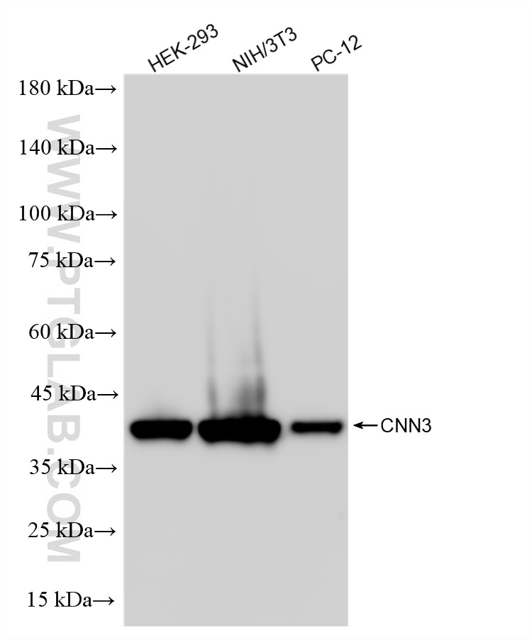 Western Blot (WB) analysis of various lysates using CNN3 Recombinant monoclonal antibody (86550-3-RR)