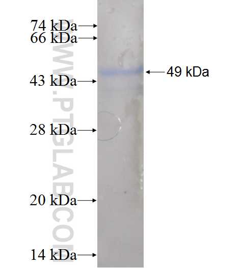 CNNM3 fusion protein Ag5012 SDS-PAGE