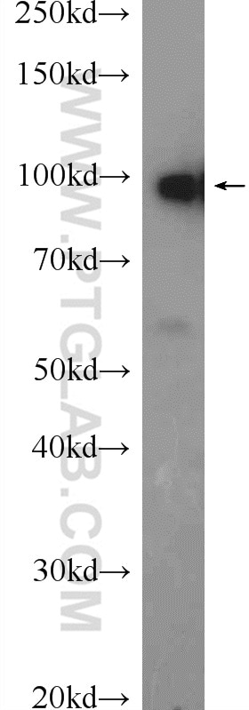 Western Blot (WB) analysis of mouse testis tissue using CNNM4 Polyclonal antibody (14066-1-AP)