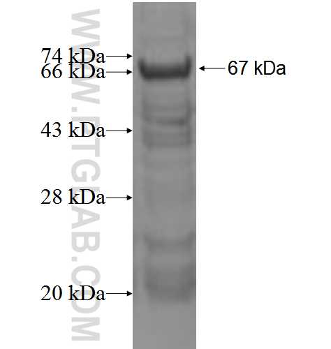 CNNM4 fusion protein Ag5121 SDS-PAGE