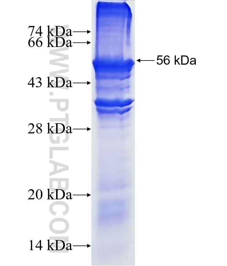 CNO fusion protein Ag12975 SDS-PAGE