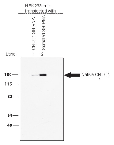 WB analysis of HEK293 cells using 14276-1-AP