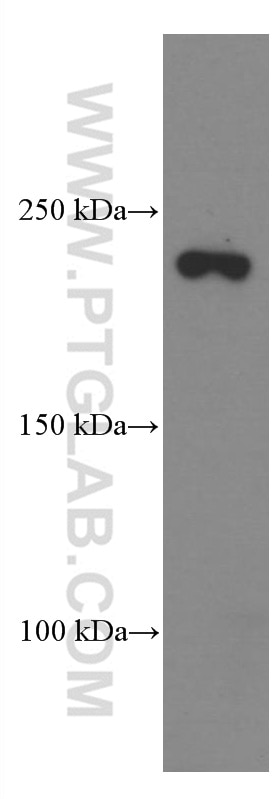 Western Blot (WB) analysis of pig kidney tissue using CNOT1 Monoclonal antibody (66507-1-Ig)