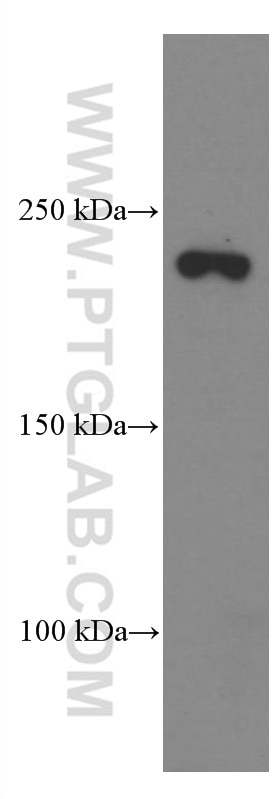 WB analysis of pig kidney using 66507-1-Ig