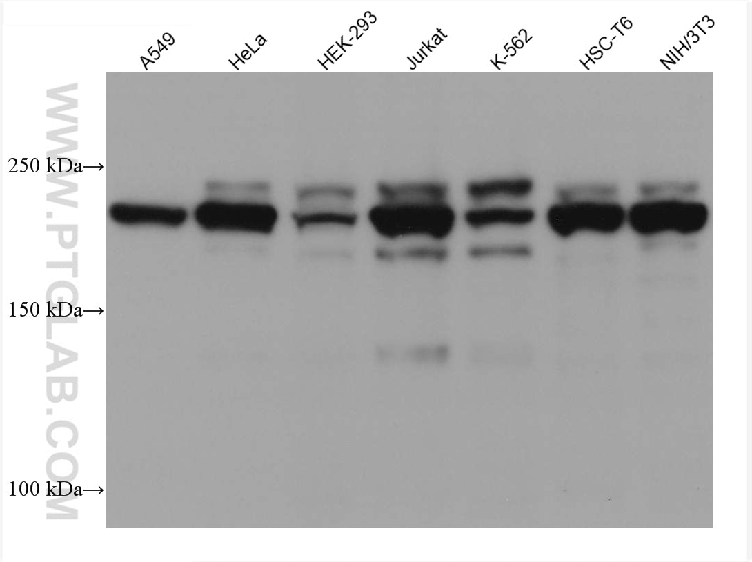 Western Blot (WB) analysis of various lysates using CNOT1 Monoclonal antibody (66507-1-Ig)