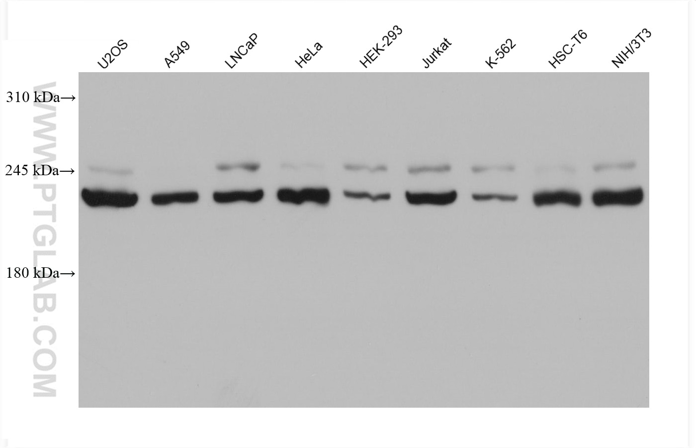 Western Blot (WB) analysis of various lysates using CNOT1 Monoclonal antibody (66507-1-Ig)