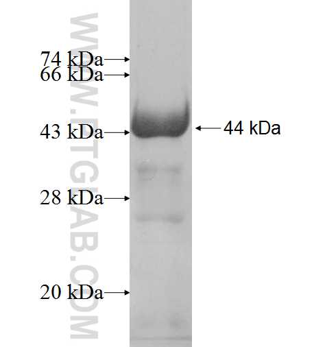 CNOT10 fusion protein Ag7654 SDS-PAGE