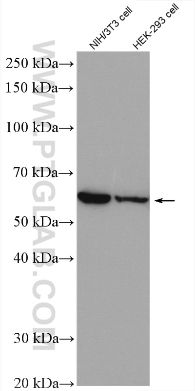 Western Blot (WB) analysis of various lysates using CNOT2 Polyclonal antibody (10313-1-AP)