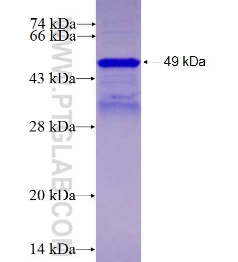 CNOT2 fusion protein Ag0347 SDS-PAGE