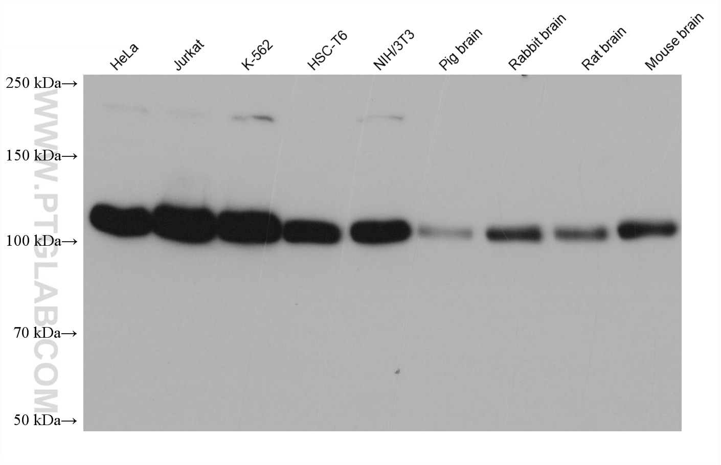 Western Blot (WB) analysis of various lysates using CNOT3 Monoclonal antibody (68436-1-Ig)