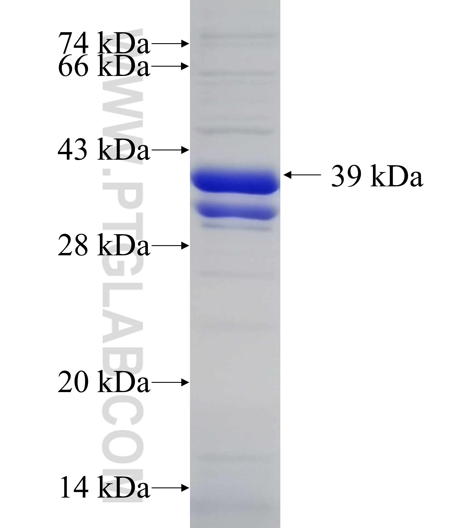 CNOT3 fusion protein Ag33646 SDS-PAGE