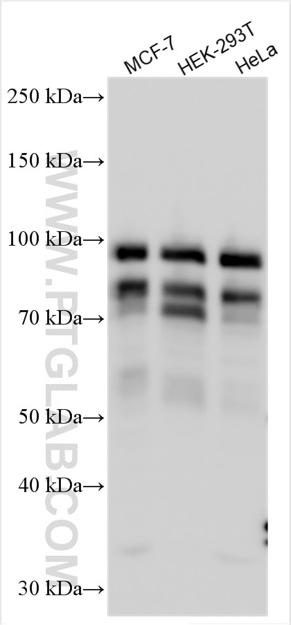 Western Blot (WB) analysis of various lysates using CNOT4 Polyclonal antibody (12564-1-AP)