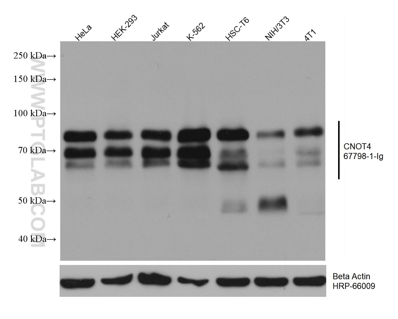 Western Blot (WB) analysis of various lysates using CNOT4 Monoclonal antibody (67798-1-Ig)