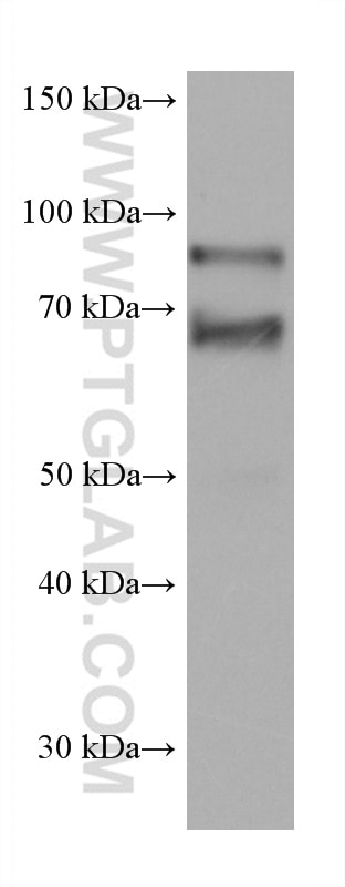 WB analysis of U2OS using 67798-1-Ig