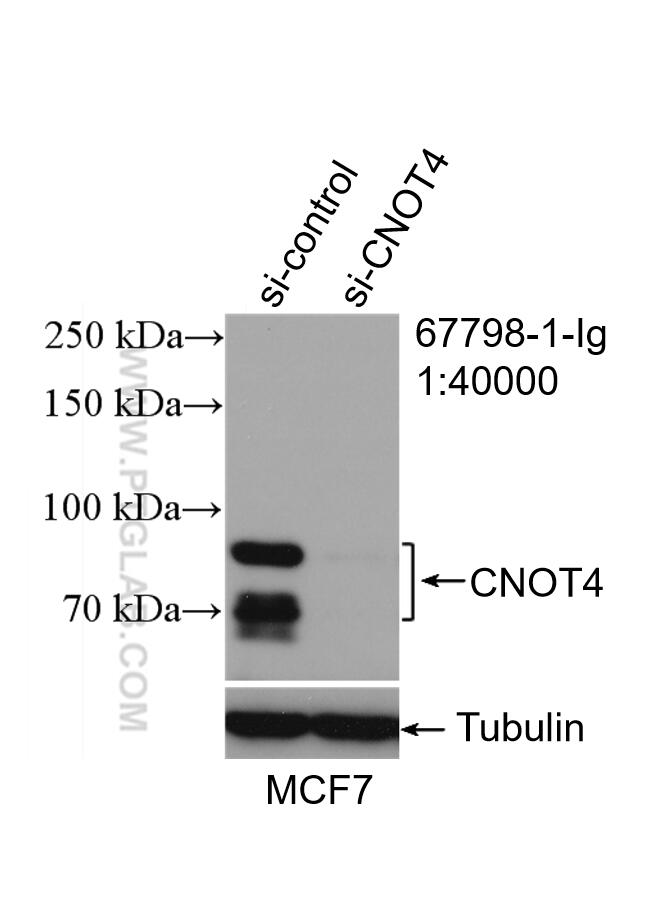 Western Blot (WB) analysis of MCF-7 cells using CNOT4 Monoclonal antibody (67798-1-Ig)