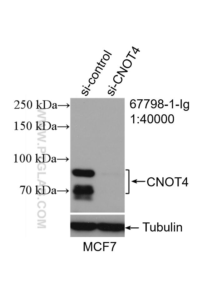 WB analysis of MCF-7 using 67798-1-Ig