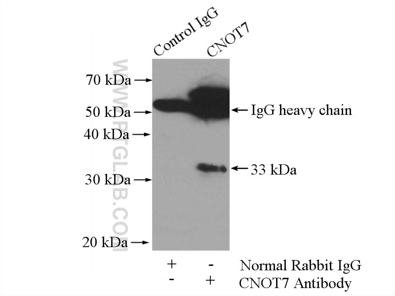 Immunoprecipitation (IP) experiment of mouse testis tissue using CNOT7 Polyclonal antibody (14102-1-AP)