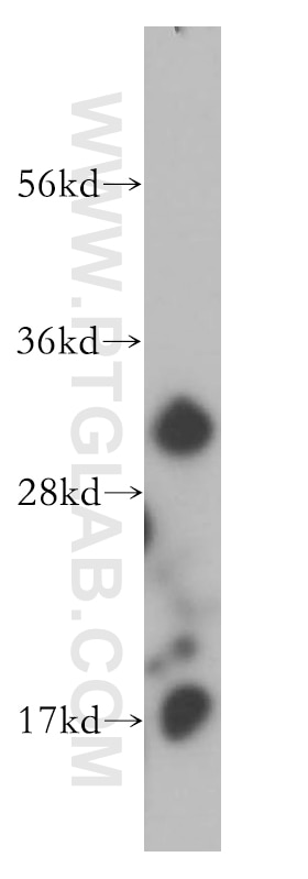 Western Blot (WB) analysis of mouse testis tissue using CNOT7 Polyclonal antibody (14102-1-AP)
