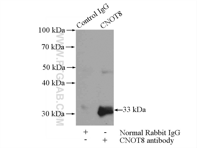 Immunoprecipitation (IP) experiment of mouse testis tissue using CNOT8 Polyclonal antibody (10752-1-AP)