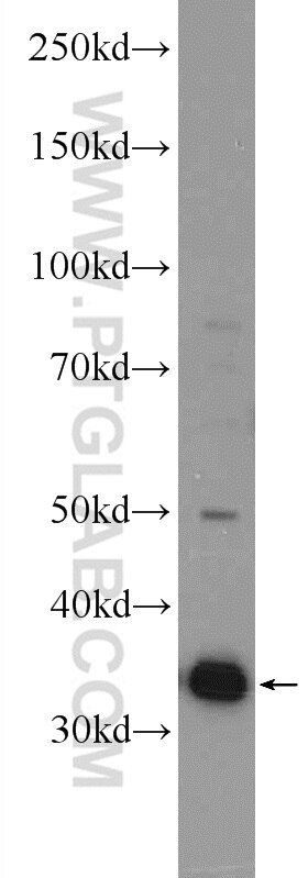 Western Blot (WB) analysis of mouse testis tissue using CNOT8 Polyclonal antibody (10752-1-AP)
