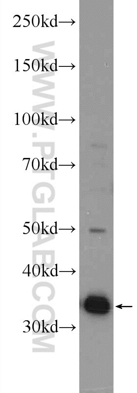 WB analysis of mouse testis using 10752-1-AP