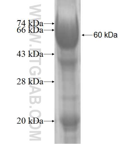 CNOT8 fusion protein Ag1201 SDS-PAGE