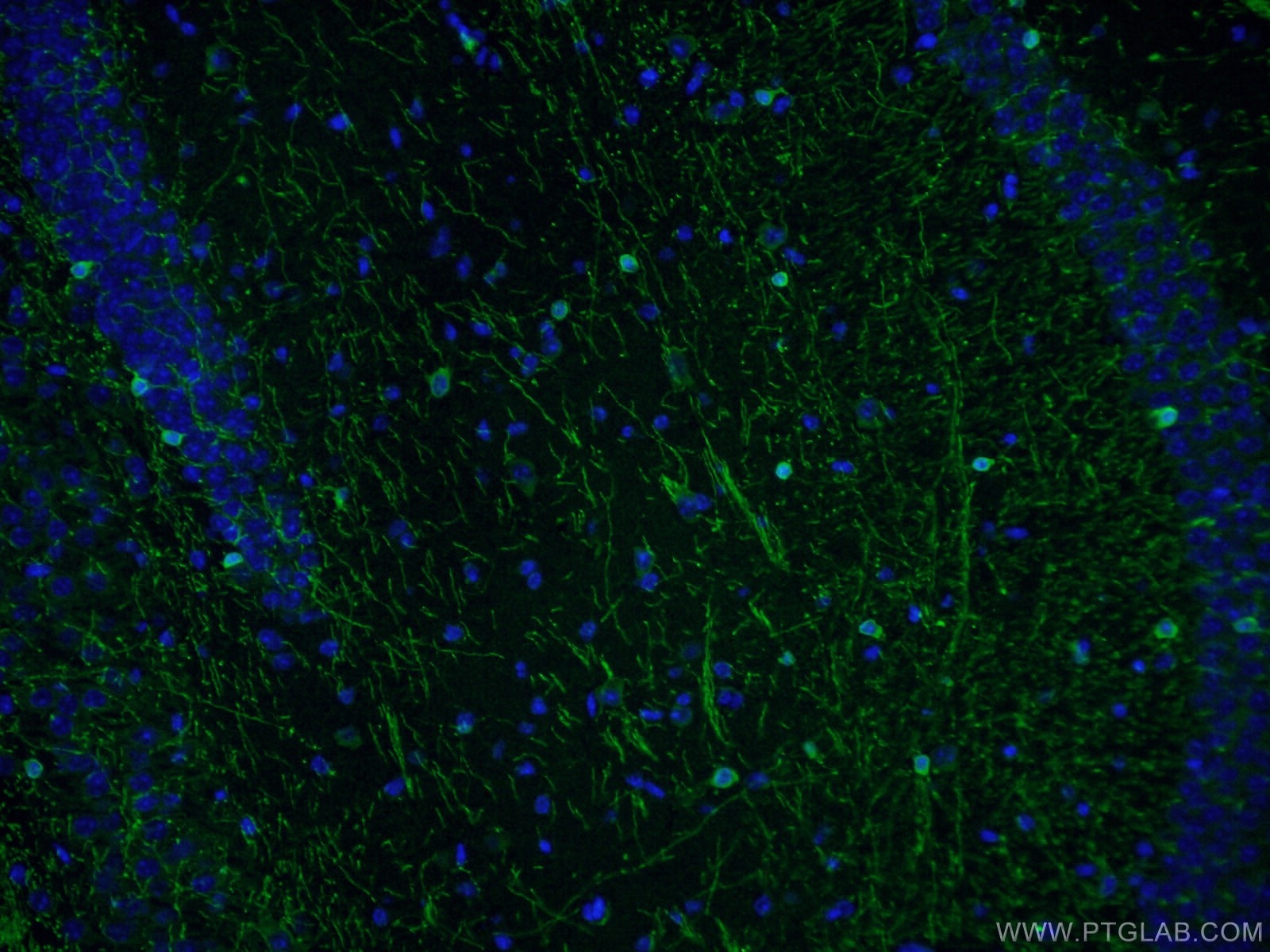 Immunofluorescence (IF) / fluorescent staining of mouse brain tissue using CNPase Polyclonal antibody (13427-1-AP)