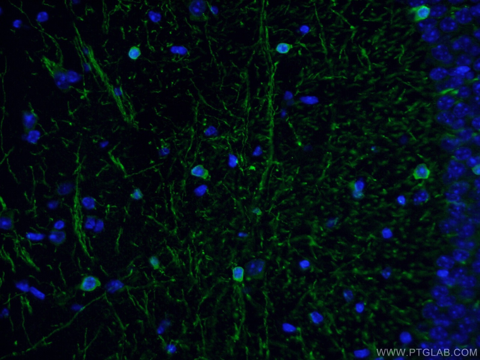 Immunofluorescence (IF) / fluorescent staining of mouse brain tissue using CNPase Polyclonal antibody (13427-1-AP)