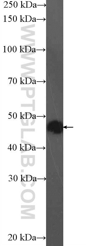 Western Blot (WB) analysis of HepG2 cells using CNPase Polyclonal antibody (13427-1-AP)