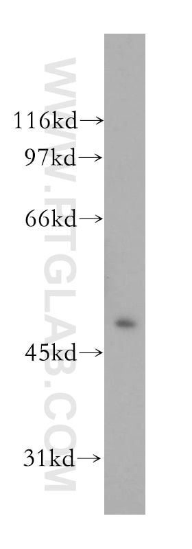 Western Blot (WB) analysis of HepG2 cells using CNPase Polyclonal antibody (13427-1-AP)