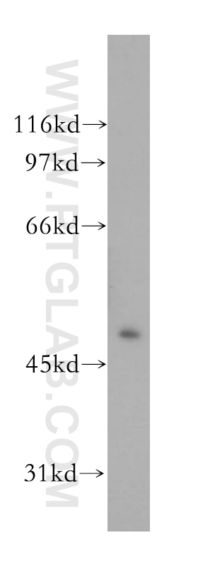 WB analysis of HepG2 using 13427-1-AP